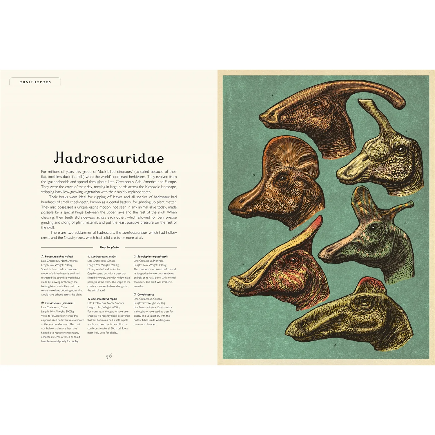 Dinosaurium by Welcome to the Museum