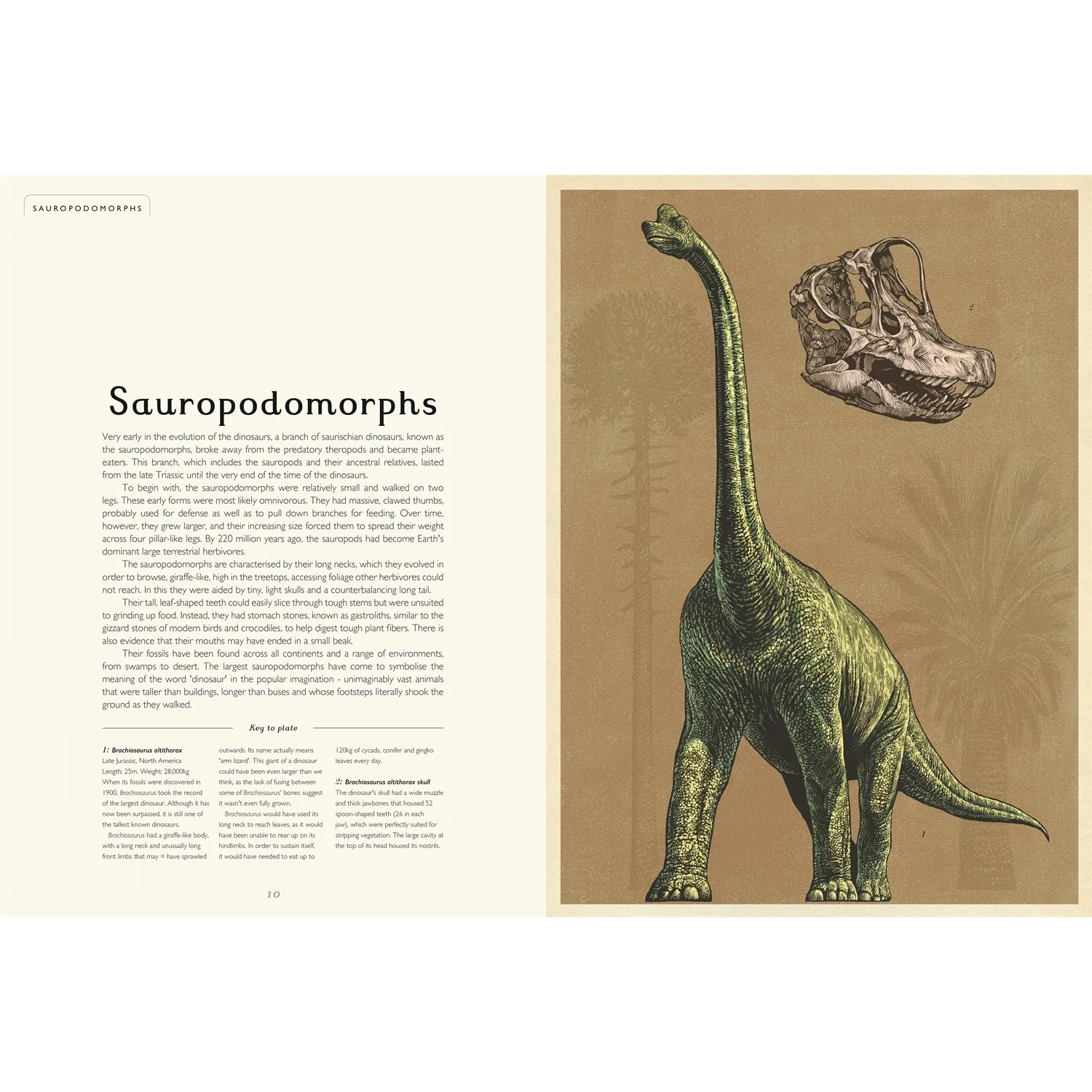 Dinosaurium by Welcome to the Museum