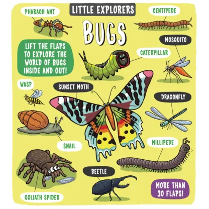 Little Explorers Bugs by Templar